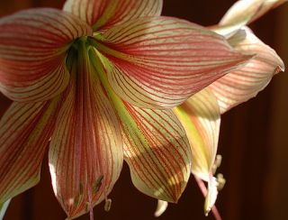 Exotic Star Amaryllis Orchid Like Flowers 26 cm Bulb