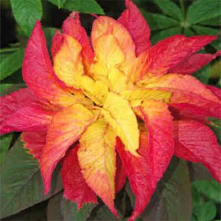 100 Amaranthus Illumination Tricolor Flower Seeds Gift Comb s H