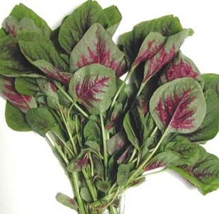   ) Oriental Vegetable Seeds   Asian Red Leaf Amaranth (salad vegetable