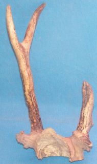 Unusual Whitetail Deer Rack for Crafts Rattlers or Mount