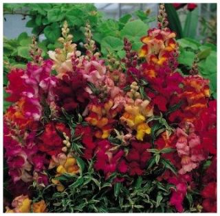 Variagated Foliage Snapdragon Frosted Flames Seeds