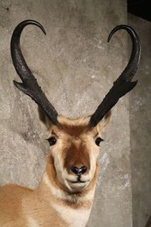 10627 Ⓖ P Pronghorn Antelope Shoulder Taxidermy Head Mount Buck 