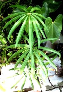 Anthurium Polyschistum Large Size RARE 1 Plant
