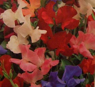 Extremely Fragrant Sweet Pea Royal Family Vine Seeds