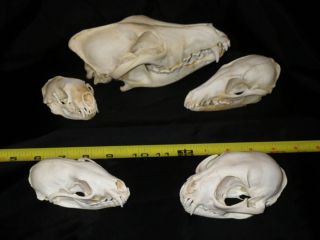   Skunk Fisher Bobcat Lynx Skull Bone Lot Animal Science Display