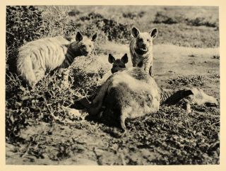 1930 Africa Hyenas African Animal Wildlife Photogravure   ORIGINAL 