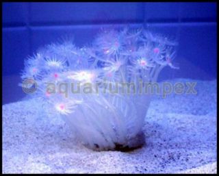 Aquarium Deko Dekoration mit Leuchteffekt Neon Koralle weiss T