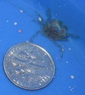   Spider Crab For Freshwater Aquarium algae eating crab