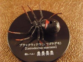 Toxic Arachnid Spider Latrodectus Mactans Black Widow