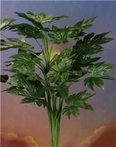 Artificial Aralia Tropical Silk Plants 36 Tall CLOSEOUT Pricing 742 
