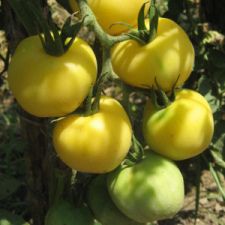 Fuzzy Peach Tomato Seeds *HEIRLOOM* SEEDS OF LIFE