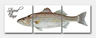 Striped Bass by Duane Raver/USFWS   this beautiful mural is 