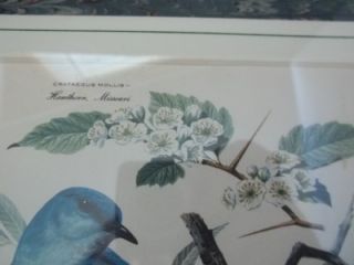 Vintage Framed Arthur Singer Bird and Flower Print Wall Hanging