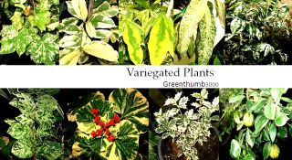 Star Gooseberry Sour Tast Phyllanthus Acidus 1 Plant