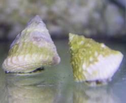10 Astrea Snails Algae Eater Live Coral