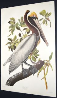 Audubon Amsterdam Edition Folio Brown Pelican 251