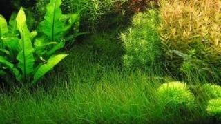    parvula Dwarf HairGrass live aquarium plant foreground GORGEOUS