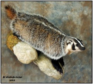 Badger Taxidermy New Mount Fur Hunting Cabin Lynx Fox Coyote by 