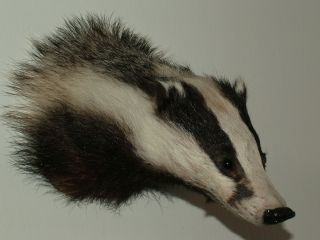 European Badger Shoulder Mount Taxidermy Free Shipping