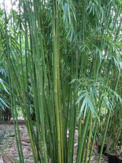 Graceful Bamboo Plants Bambusa Textilis Gracilis