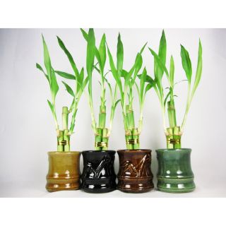   Style Party Set of 4 Bamboo Plant w/ Ceramic Vase Best Gift