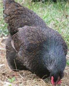 RARE DOUBLE LACED BARNEVELDER Hatching Eggs NPIP GORGEOUS!! ADORABLE 