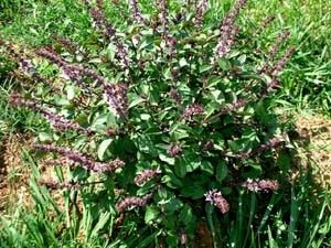 detailed description name basil african blue botanical name ocimum 