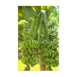 Musa Double Mahoi Banana Tree Dwarf Sized for Container or Patio TE002 