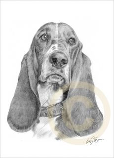 Dog Basset Hound Edition Art Pencil Drawing Print A4 Signed by Artist 