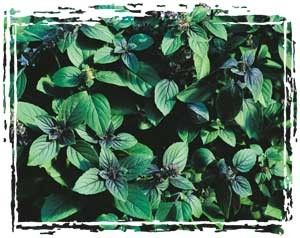 detailed description name basil african blue botanical name ocimum 