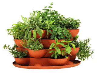 Culinary Herb Kit and Stack & Grow Planter (fully grown herbs NOT 