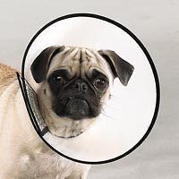 MEDIUM Elizabethan Collar E Medical Cone Dog Grooming e collar M