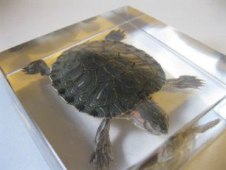 Newly listed Scientific Specimen Turtle Trachemys Scripta Elegans 