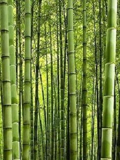100x Fargesia Borinda Songmingensis Seeds w instructions Bamboo