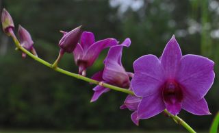 Orchid Dendrobium Mini Purple 2 Purple Striped Canes