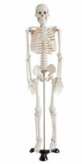   Mr Thrifty Human Skeleton Anatomical Anatomy Model with Stand