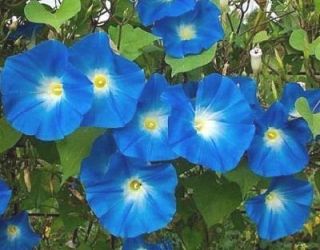    ANNUAL FLOWER GARDEN SEEDS MORNING GLORY HEAVENLY BLUE CLIMBING VINE