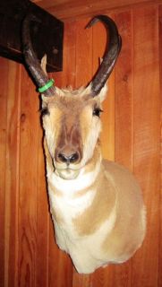 Antelope Shoulder Mount Pronghorn Taxidermy Log Home Trophy