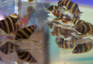 Live Assassin Snails for Your Fish Tank Aquarium