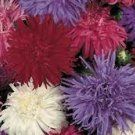 Aster Seeds CREGO Mixed Colors Showy Blooms Rich Color