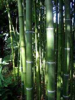 Giant Timber Bamboo Plant Phyllostachys Atrovaginata Hardy to 15F 