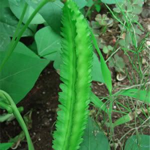 The Winged bean (Psophocarpus tetragonolobus L. Dc.), also known as 