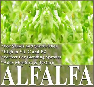 Alfalfa Seeds Organic Sprouting Sprouts Bulk Perfect for Salad