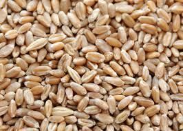    Chief Wheat Berries Non GMO Grain Sprouting Wheatgrass Seed 1 lb
