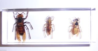   Collection Set Tiger Hornet Yellow Wasp Black Shield Wasp