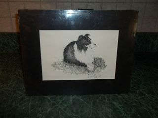 Border Collie Pencil Drawing by Pat Roche Cook 13 100