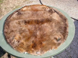 Huge Beaver Pelt Garment Soft Leather Tanned Wild Water Animal Rodent 