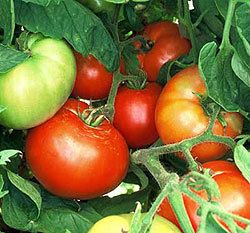 50 Bush Beefsteak Tomato Seeds Vegetable Seeds