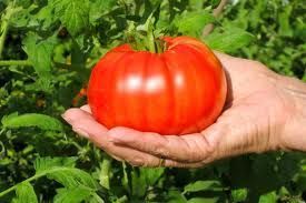 Beefsteak Tomato Seeds Heirloom 100 Seeds Tested for 2012 Large Fruit 