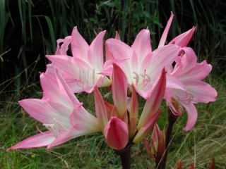 FRAGRANT! AMARYLLIS BELLADONNA NAKED LADY SURPRISE LILY BULBS LATE 
